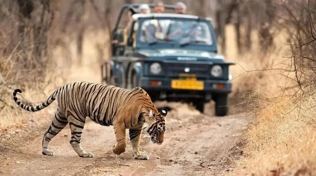 Ranthambore National Park