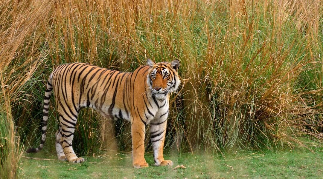 10 Wildlife Sanctuaries of Rajasthan